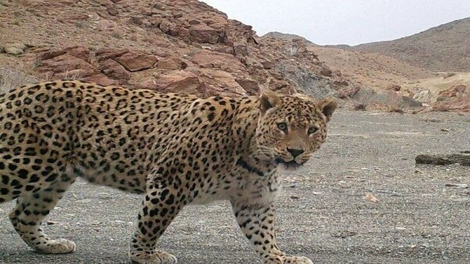 مشاهده پلنگ در منطقه کردان در البرز