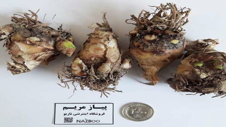 خرید پیاز گل مرغوب
